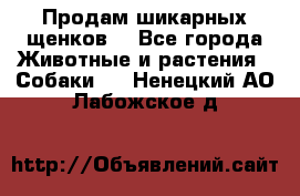 Продам шикарных щенков  - Все города Животные и растения » Собаки   . Ненецкий АО,Лабожское д.